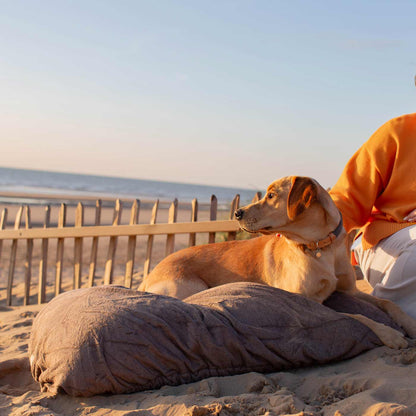 Lichtbruine hond met halsband ligt op de hoes op het strand naast iemand in oranje trui