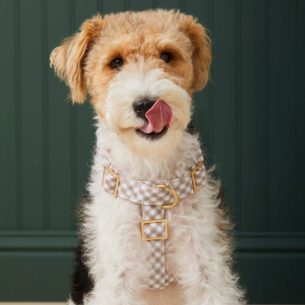 Bruin Geruite Wandelset Voor Honden