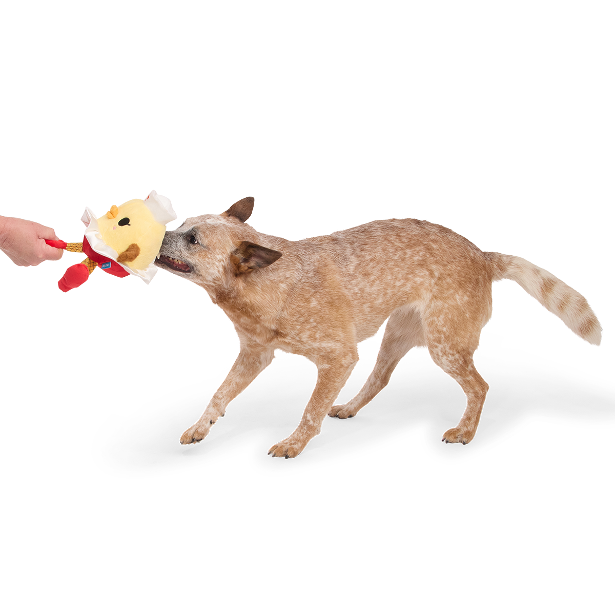 Hond speelt trekspel met de hondenknuffel die een hand vasthoudt