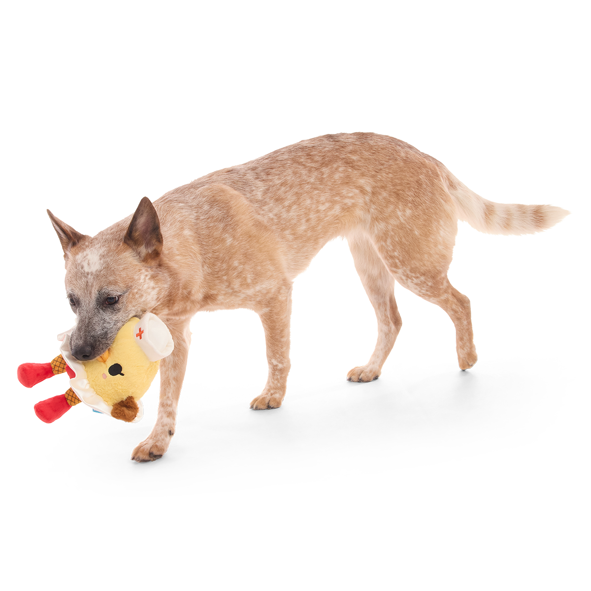 Hond loopt met de gele kuikenknuffel in zijn bek