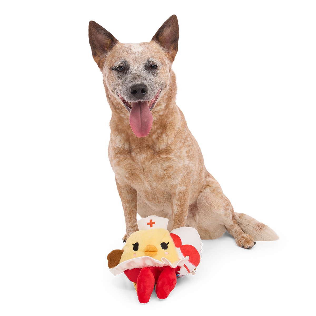 Zittende roodbruine hond met de kuikenknuffel voor zijn poten op witte achtergrond