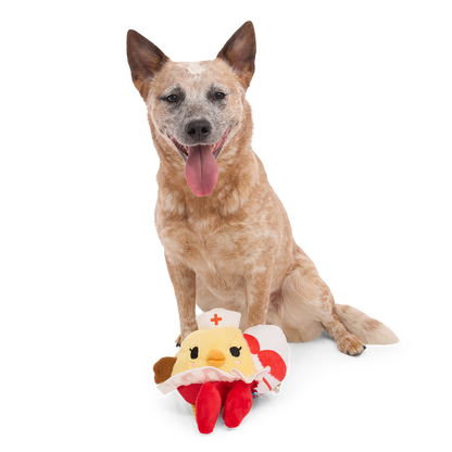 Zittende roodbruine hond met de kuikenknuffel voor zijn poten op witte achtergrond