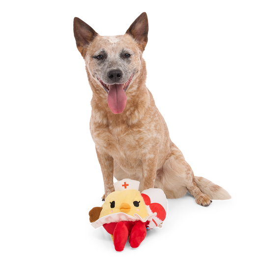 Zittende roodbruine hond met de kuikenknuffel voor zijn poten op witte achtergrond