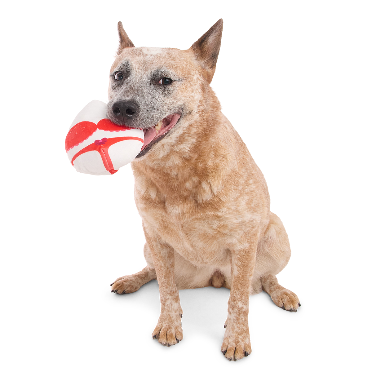 Zittende hond met het witte en rode binnenspeeltje in zijn bek