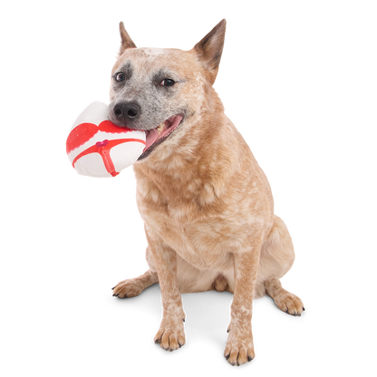 Zittende hond met het witte en rode binnenspeeltje in zijn bek