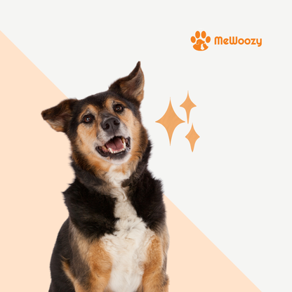 Ultrasonic Dog Trainer – For Quiet Walks