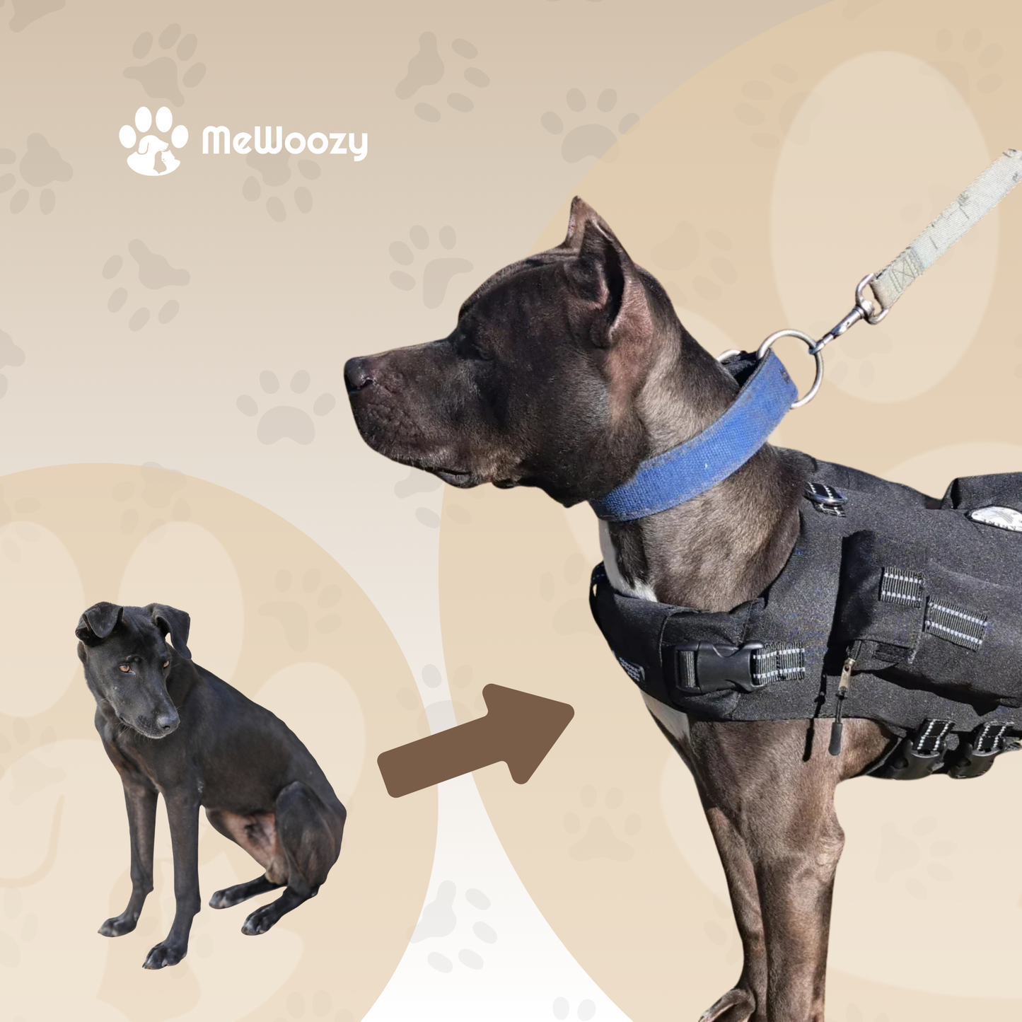 Weighted Dog Harness – For More Strength and Endurance