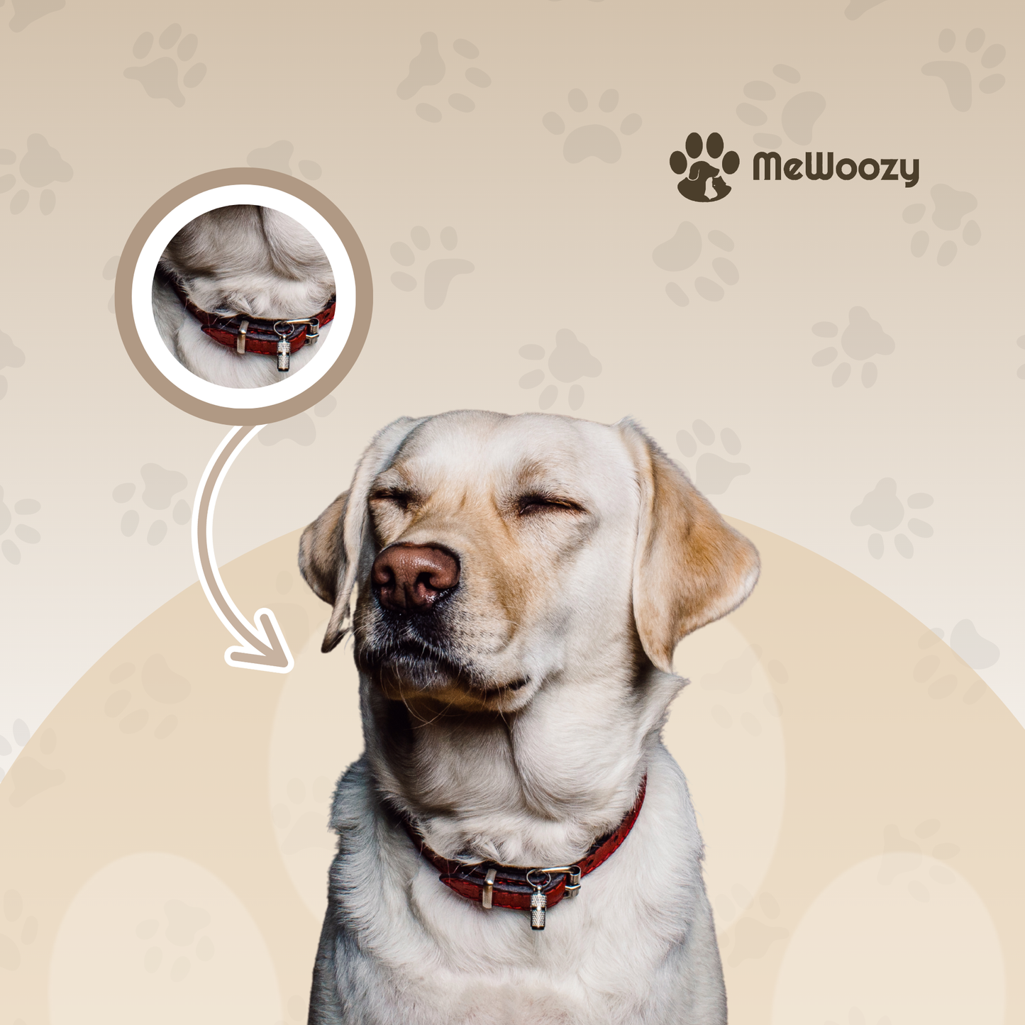 Dog Leash and Collar Set – With Safety Lock