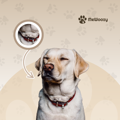 Dog Leash and Collar Set – With Safety Lock