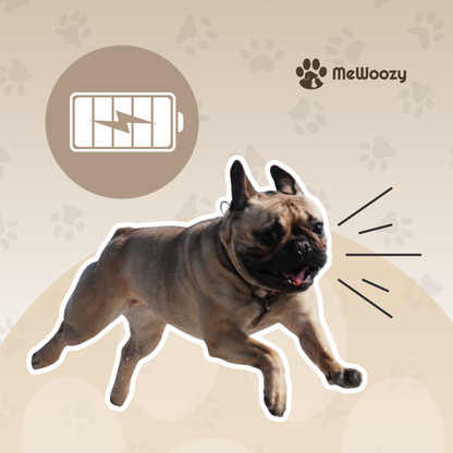 Weighted Dog Harness – For More Strength and Endurance