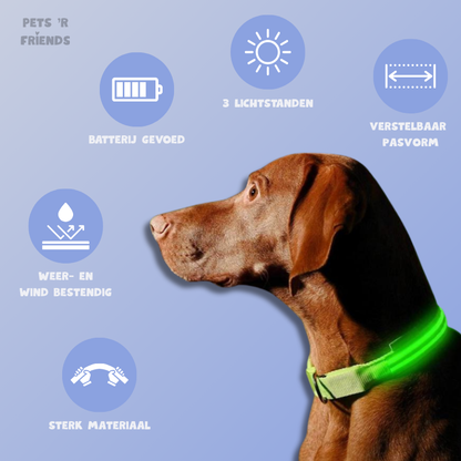 Bruine hond met lichtgevende groene halsband en icoontjes met de eigenschappen