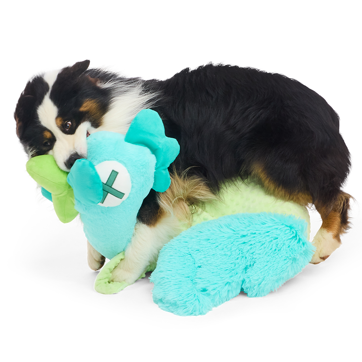 Australian shepherd bijt speels in de kop van de pluche kip