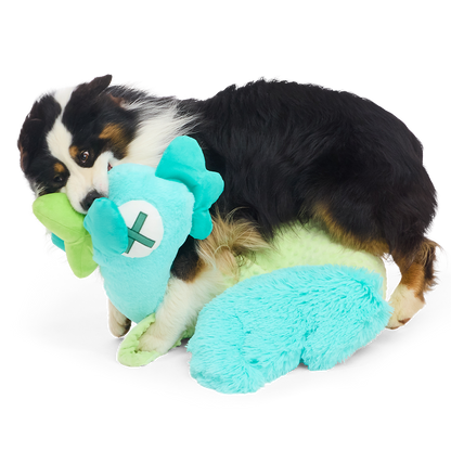 Australian shepherd bijt speels in de kop van de pluche kip