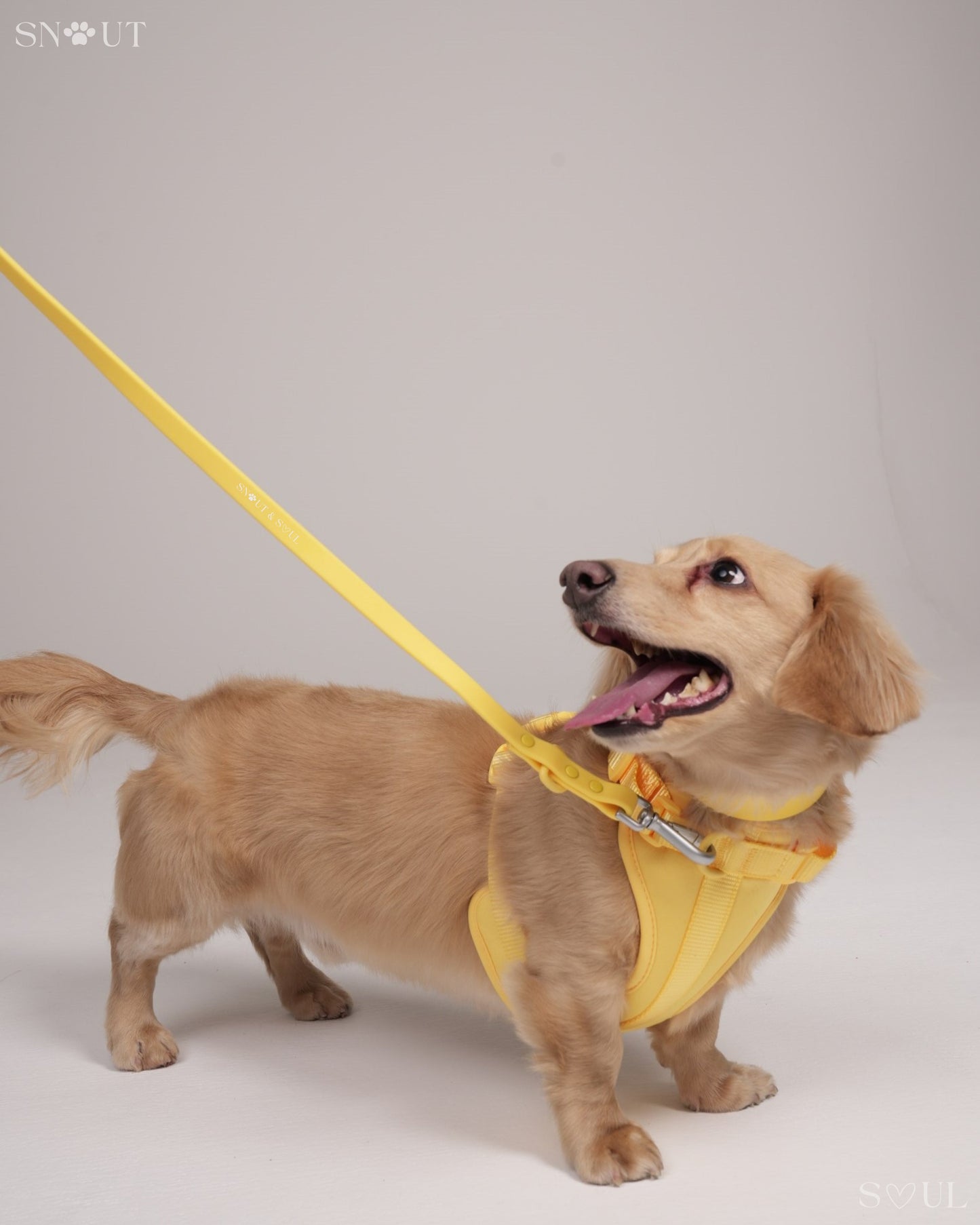 Bungee Hondenriem 1.2M – Met Schokabsorbering