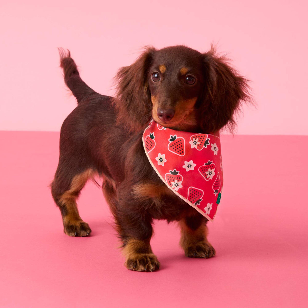 Strawberry Vanilla Bandana Voor Honden