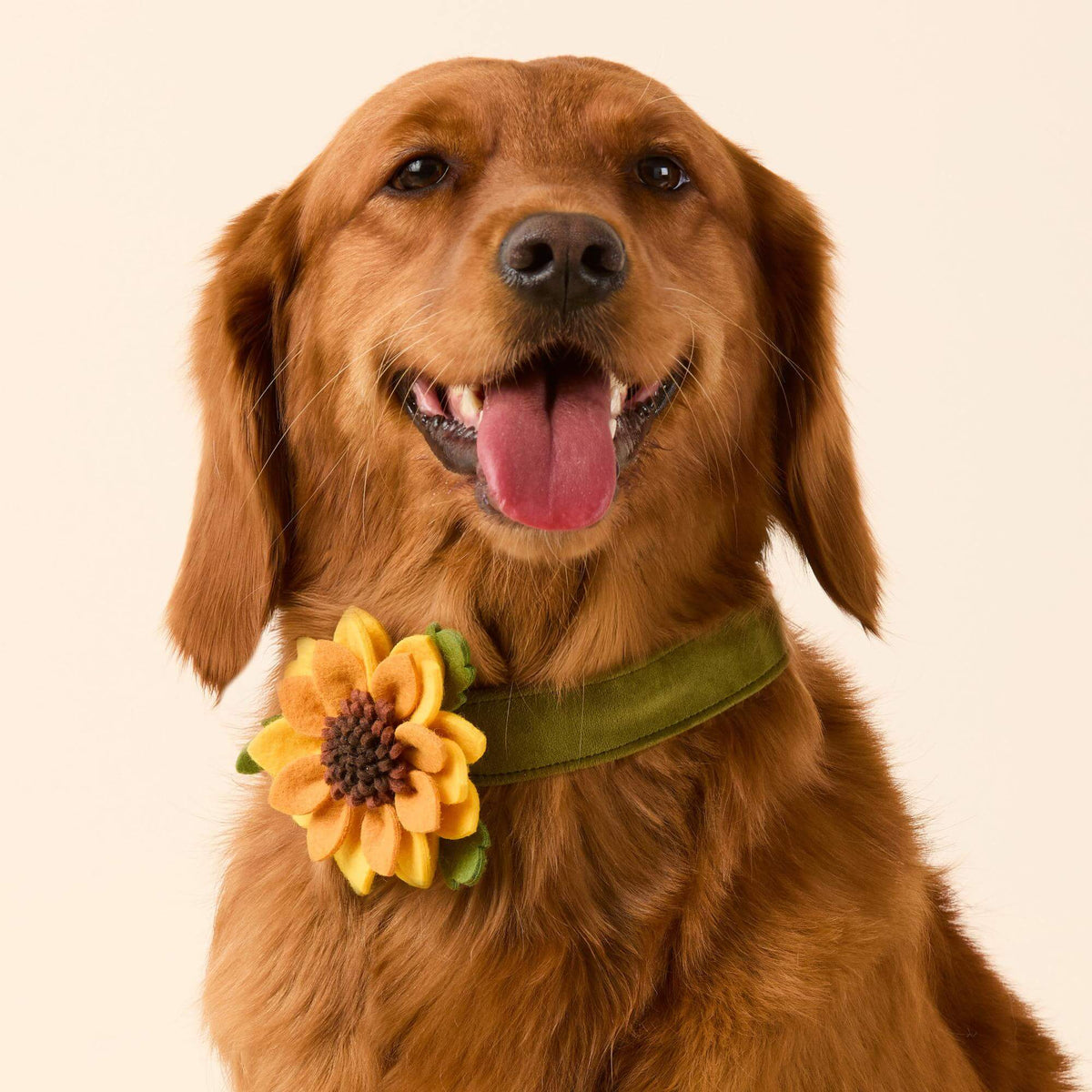 Zonnebloem Halsbandbloem Voor Honden