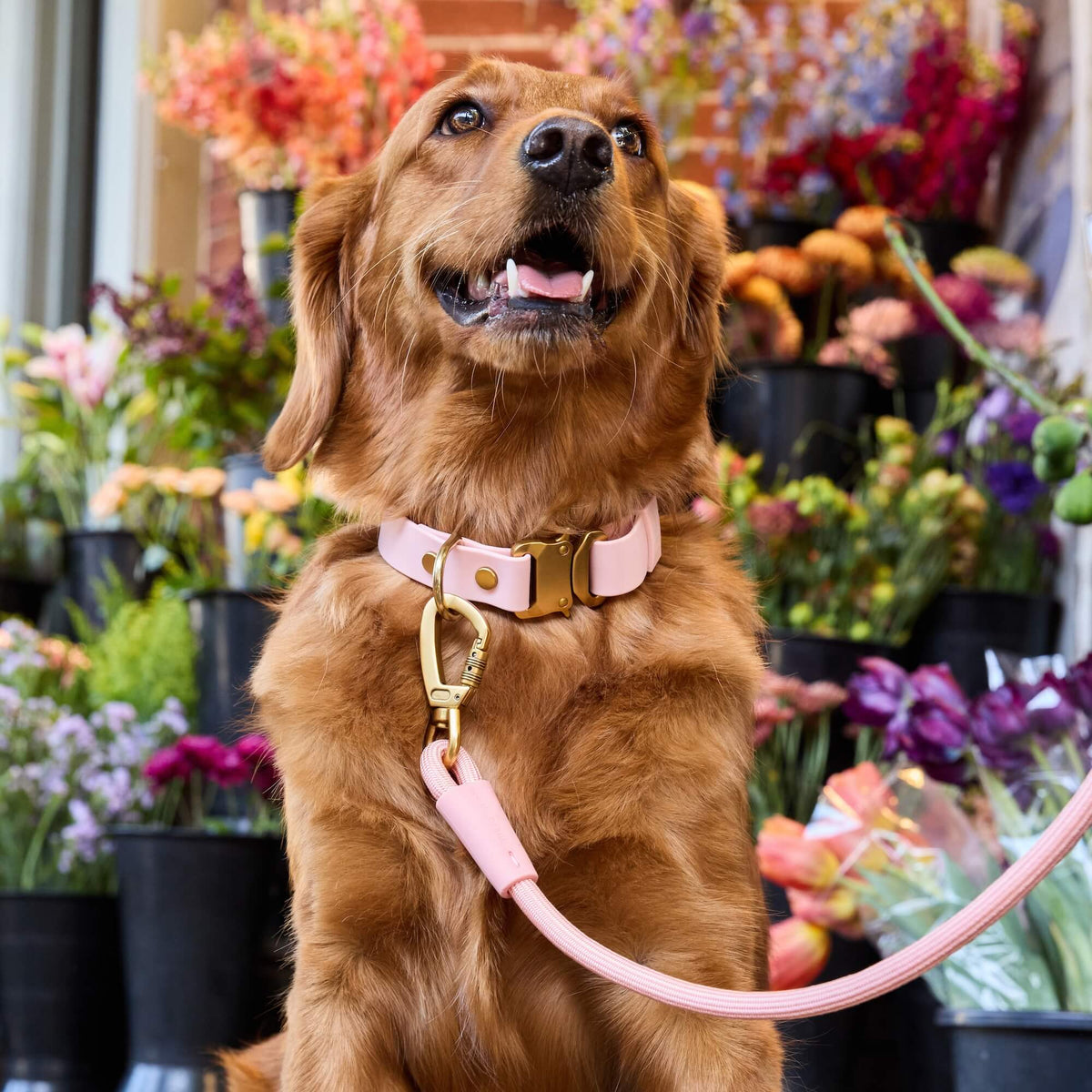 Shell Everyday Wandelset Voor Honden