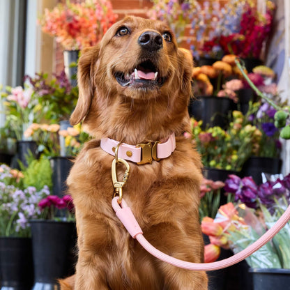 Shell Everyday Wandelset Voor Honden