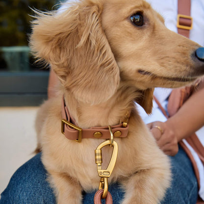 Saddle Everyday Wandelset Voor Honden