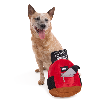 Zittende hond naast de rugzak met schrift en stift in de vakken