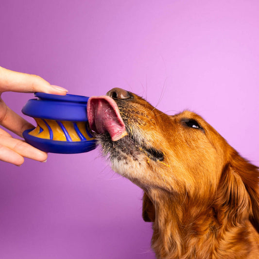 Golden retriever likt aan het likspeeltje dat iemand in de hand houdt