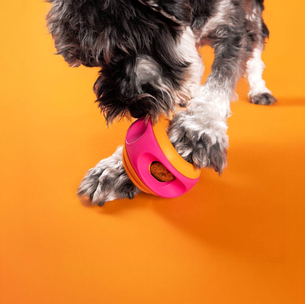Grijze krullige hond snuffelt aan het speeltje op een oranje vloer