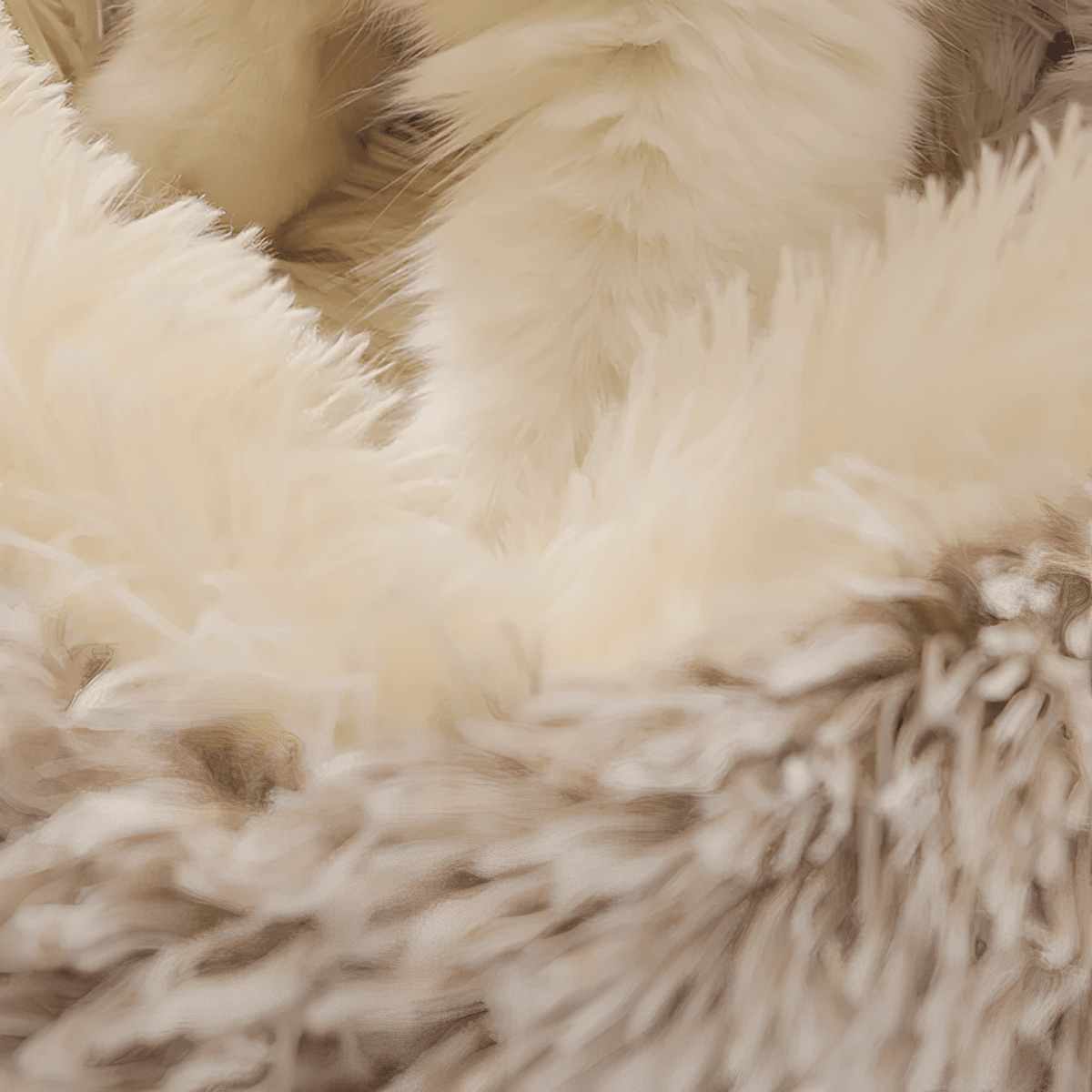 Close-up van de lange pluche vacht, crème binnenkant en bruingetinte buitenkant