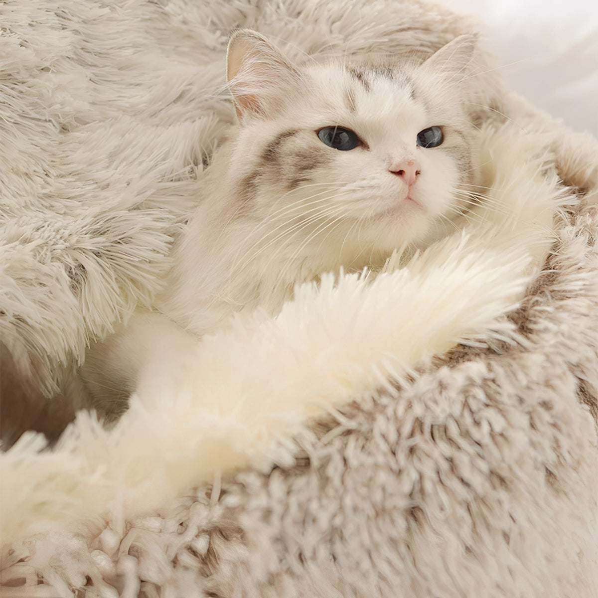 Close-up van witte kat die uit de pluizige bruine kattenmand kijkt