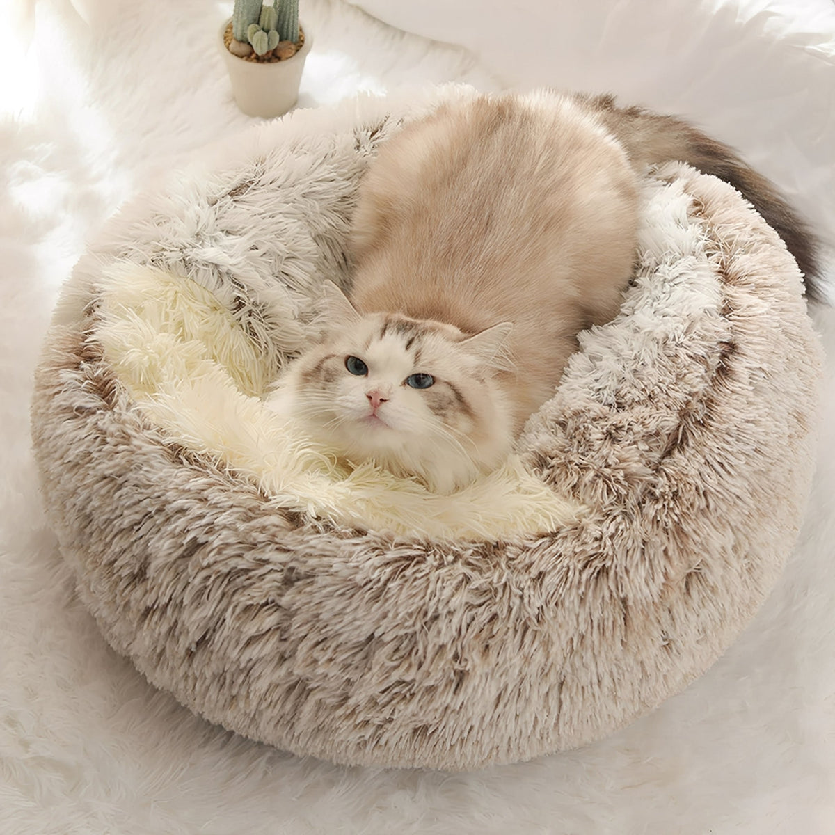 Ragdollkat ligt in bruine kattenmand met de kap platgelegd als rand