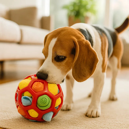 Beagle duwt met zijn neus tegen een rode snuffelbal met gele en blauwe rolletjes
