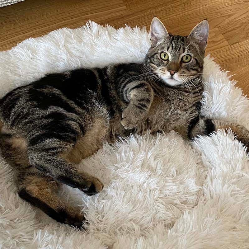 Gestreepte kat ligt op zijn zij in de witte pluche kattenmand