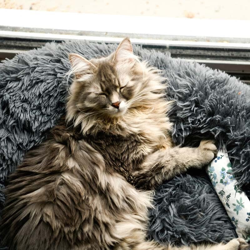 Langharige grijze kat slaapt op een donkergrijze pluche donut kattenmand bij het raam