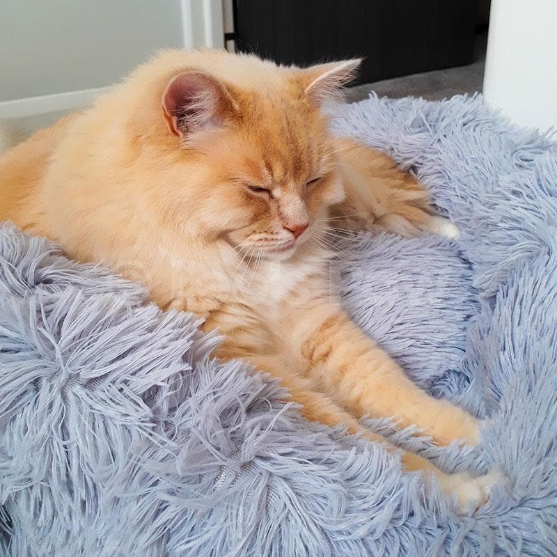 Rode kat ligt met gesloten ogen in de blauwgrijze kattenmand