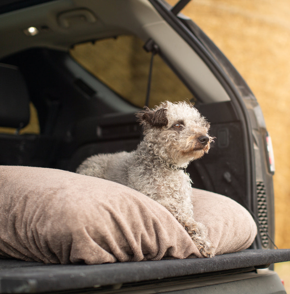 Bruingrijze bamboe hoes om een hondenkussen in de kofferbak met grijze krulharige hond