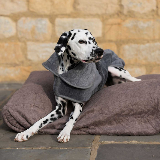 Dalmatiër in grijze badjas op bamboe kussenhoes in taupe voor een stenen muur
