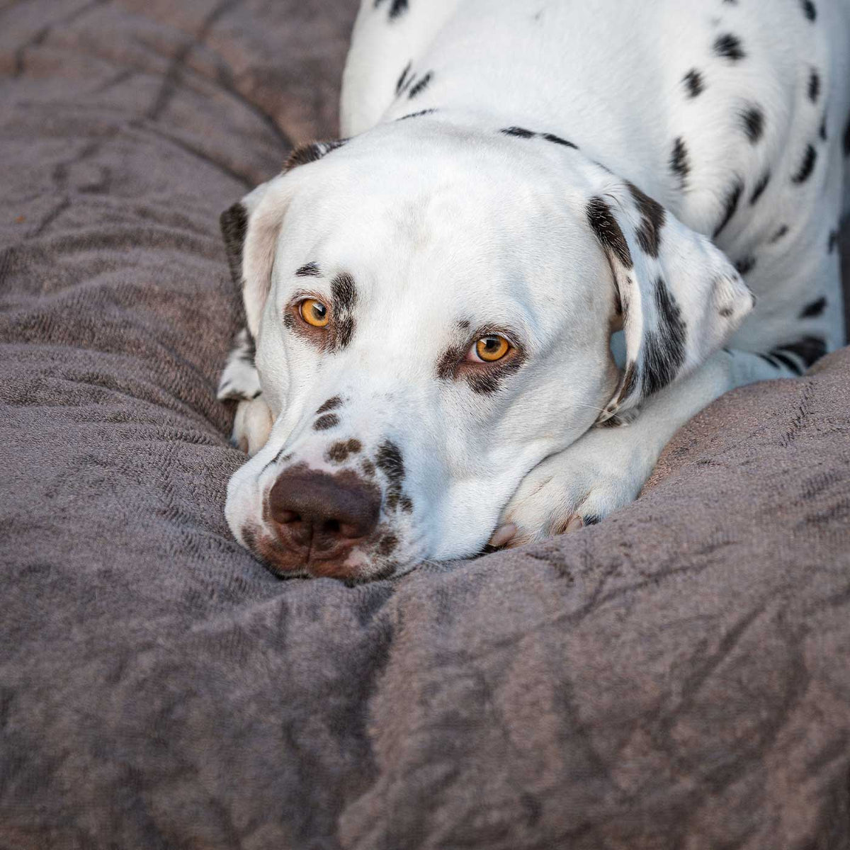 Close-up van een dalmatiër die met zijn kop op de zachte bamboe hoes rust