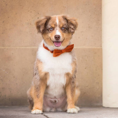 Pumpkin Fluwelen Strik Voor Honden