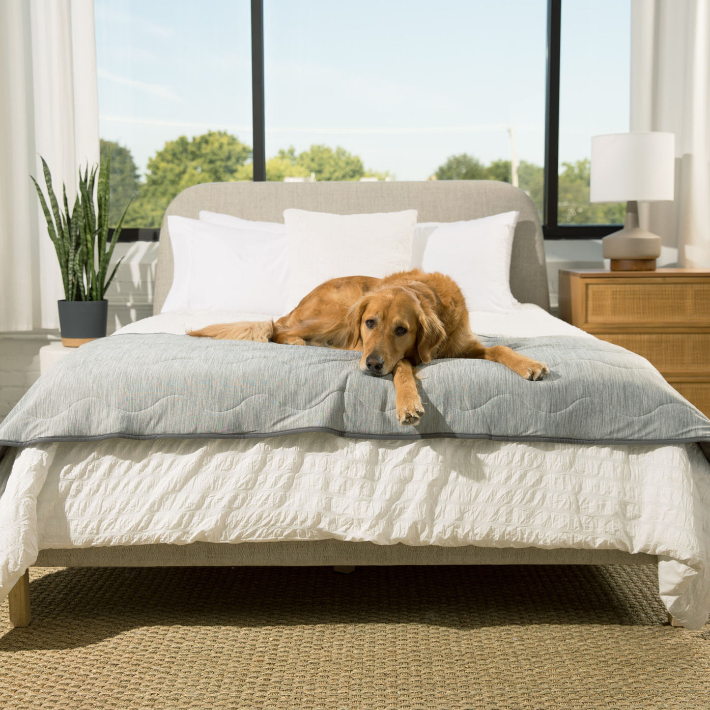 Cool Blanket for Dogs – Against Hair &amp; Accidents