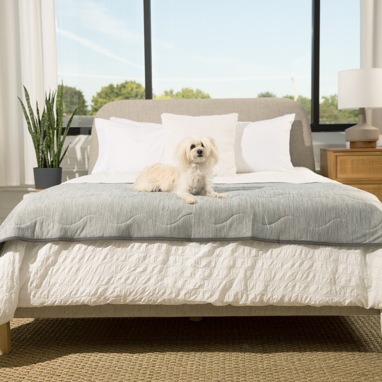 Cool Blanket for Dogs – Against Hair &amp; Accidents