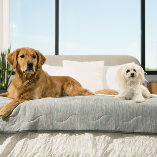 Cool Blanket for Dogs – Against Hair &amp; Accidents