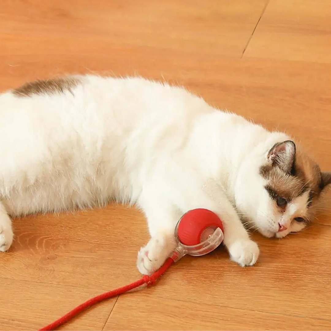 Liggende kat met de rode kattenbal tussen de voorpootjes