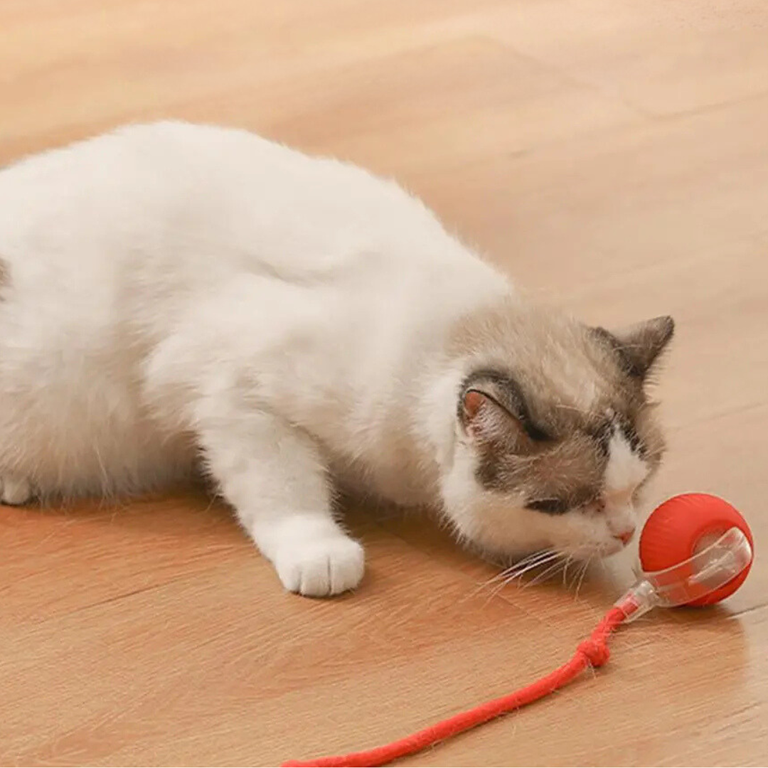 Wit-bruine kat ruikt aan rode interactieve kattenbal met touwstaart op houten vloer