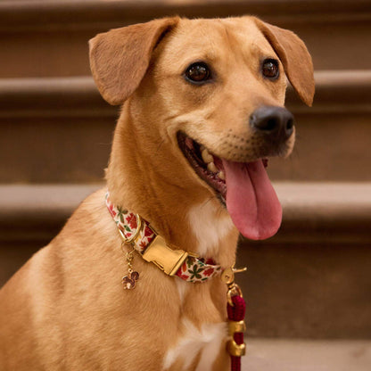 Herfstbladeren Halsband Voor Honden