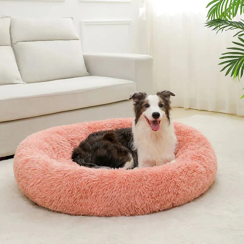 Bruin-witte hond ligt in de roze pluche mand voor een witte bank