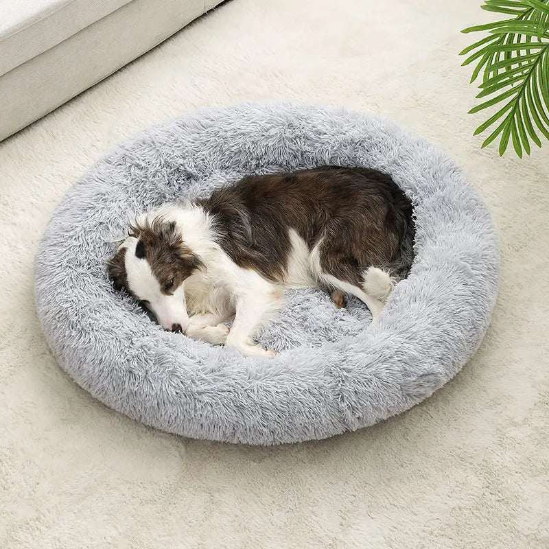 Hond slaapt opgekruld in de lichtgrijze pluche mand op het vloerkleed